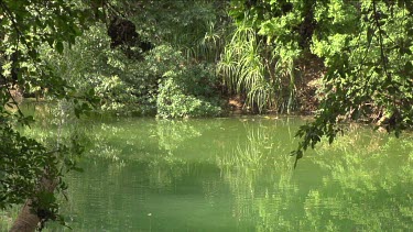 Flying fox swooping down over water