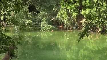 Flock of flying foxes flying around over water