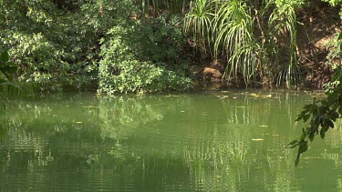 Flock of flying foxes flying around over water with some swooping.