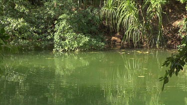 Flock of flying foxes flying around over water with some swooping.