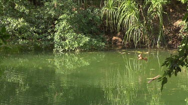 Flock of flying foxes swooping down into water