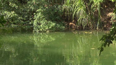 Flock of flying foxes swooping down into water