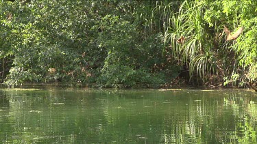 Flock of flying foxes swooping over water