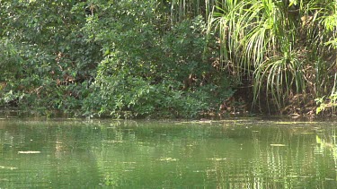 Flock of flying foxes swooping over water