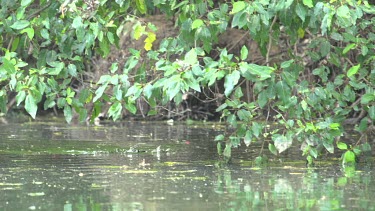 Flying fox paddling through water then climbing tree