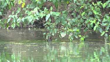 Flying fox paddling through water then climbing tree