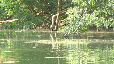 Flying fox flying low over water