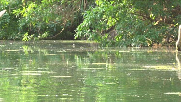 Flying fox flying low over water