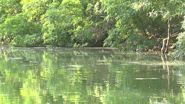 Flying fox swooping into water