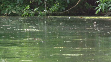 Flying fox swooping low over water and being dragged under water by Crocodile (Crocodylus porosus)