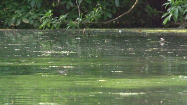 Flying fox swooping low over water and being dragged under water by Crocodile (Crocodylus porosus)