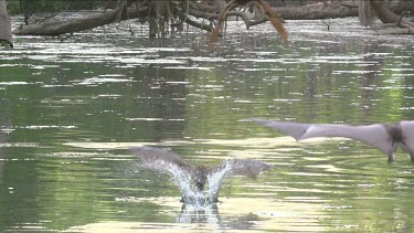 Flock of flying foxes swooping low over water