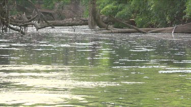 Flock of flying foxes swooping low over water