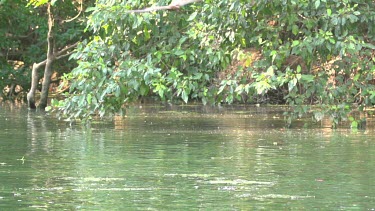 Flock of flying foxes swooping low over water