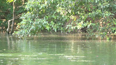 Flock of flying foxes swooping low over water