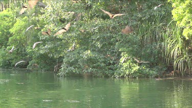 Large flock of flying foxes flying around and swooping into water