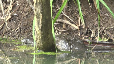 Crocodile (Crocodylus porosus) lying in water