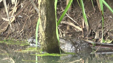 Crocodile (Crocodylus porosus) lying in water