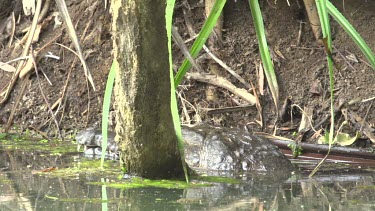 Crocodile (Crocodylus porosus) lying in water and submerging