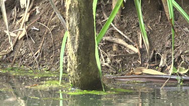 Crocodile (Crocodylus porosus) lying in water and submerging