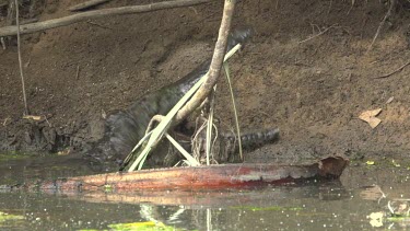 Crocodile (Crocodylus porosus) chewing on flying fox and returning to water