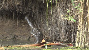 Crocodile (Crocodylus porosus) with flying fox in mouth submerging