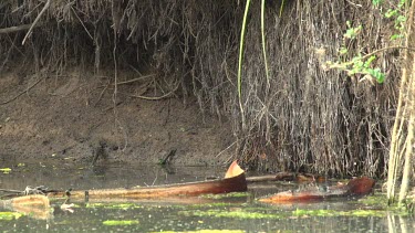Crocodile (Crocodylus porosus) chewing on flying fox