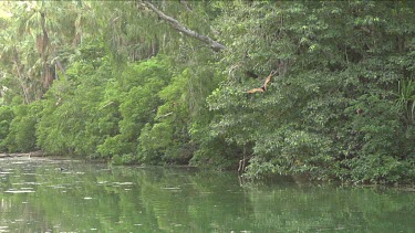 HFR Flock of flying foxes flying and swooping over water