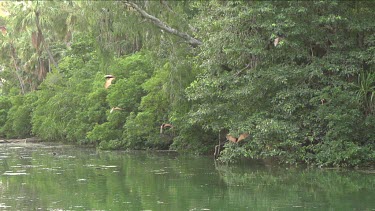 Pan HFR Flock of flying foxes flying and swooping over water