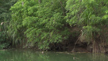 Pan HFR Flock of flying foxes flying and swooping over water