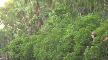 Large flock of flying foxes flying and swooping over water