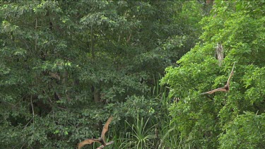 Large flock of flying foxes flying and swooping over water