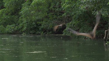 Flying foxes swooping over water with a Crocodile (Crocodylus porosus) snapping at them