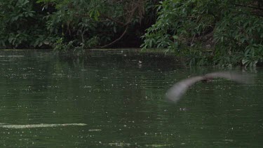 Flying foxes swooping over water with Crocodile (Crocodylus porosus) lying in water