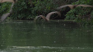 Flying foxes swooping over water with Crocodile (Crocodylus porosus) lying in water