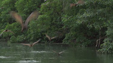 Flying foxes swooping over water with Crocodile (Crocodylus porosus) lying in water