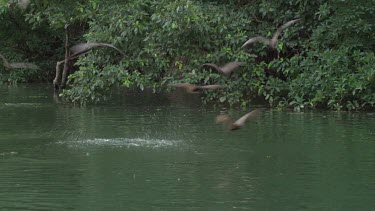 Flying foxes swooping over water with Crocodile (Crocodylus porosus) lying in water