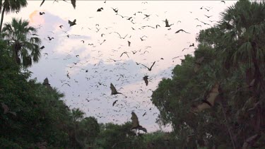 Very large flock of flying foxes flying over trees in sunset