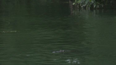 Crocodile (Crocodylus porosus) floating across water and snapping at swooping flying foxes in FG and BG