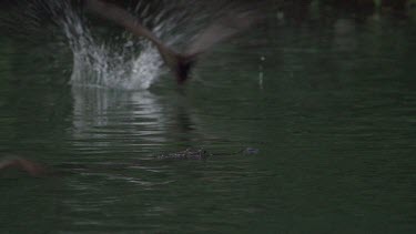 Crocodile (Crocodylus porosus) floating across water and snapping at swooping flying foxes in FG and BG