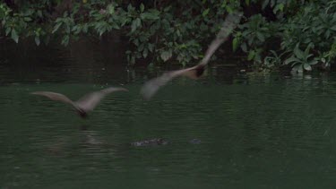 Crocodile (Crocodylus porosus) floating across water and snapping at swooping flying foxes in FG and BG