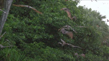 HFR Flock of flying foxes flying over trees