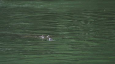 Crocodile (Crocodylus porosus) snapping at and dragging flying fox underwater