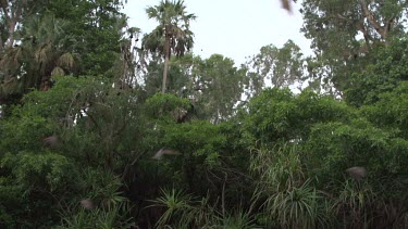 Flying foxes flying over trees
