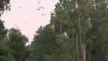Very large flok of flying foxes flying through sky