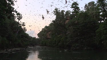 Very large flock of flying foxes flying and swooping over water