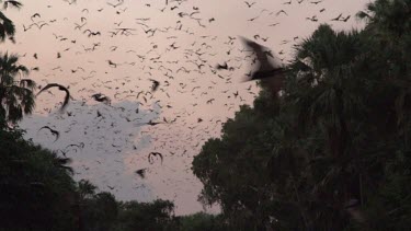 Very large flock of flying foxes flying over trees in sunset