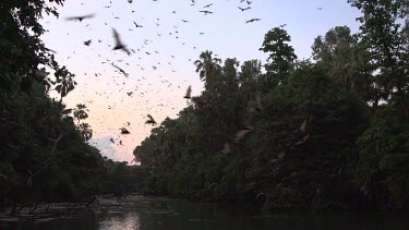 Very large flock of flying foxes flying and swooping over water