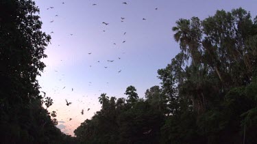 Very large flock of flying foxes flying over trees