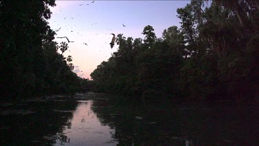 Very large flock of flying foxes flying over water